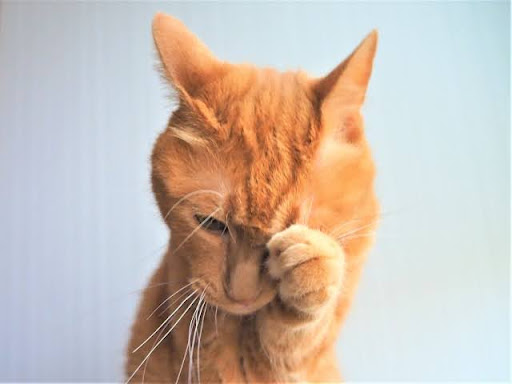 毛繕いをする茶トラ猫