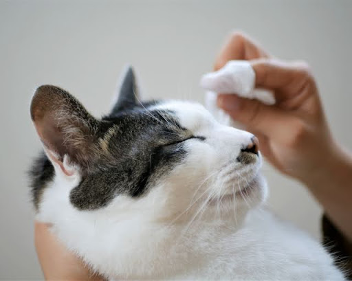 目ヤニを取られるキジトラの猫