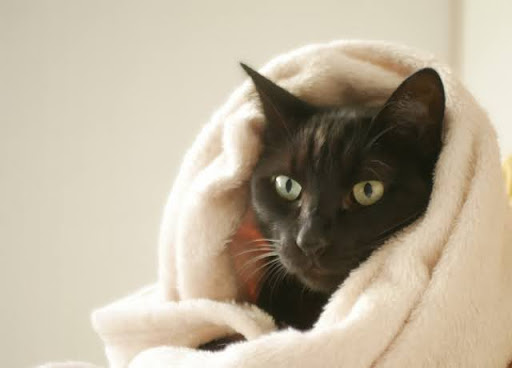 タオルにくるまる黒猫