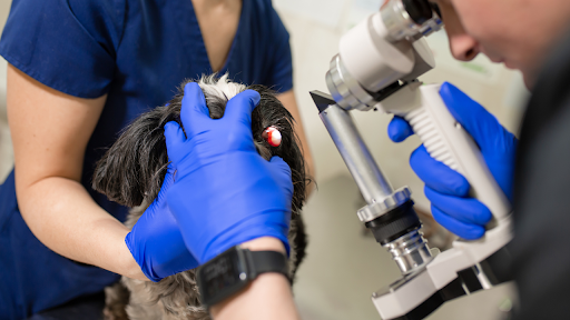スリットランプで診察される犬