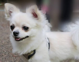 横から見た時の白いチワワ