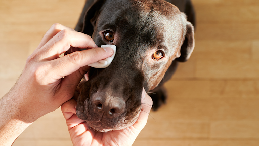 目を拭かれる茶色のラブラドールレトリーバー