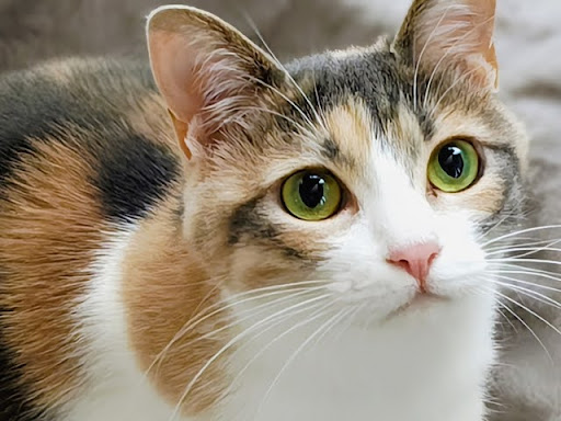 こちらを見ている三毛猫