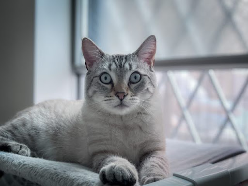 こちらを見ているグレーの猫