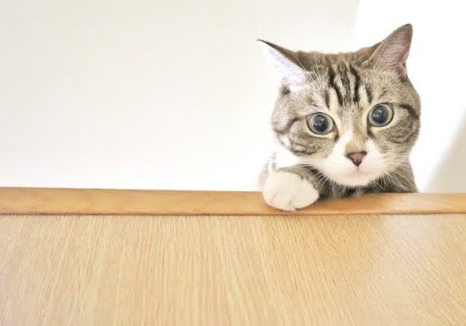 段差からこちらを覗き込む猫