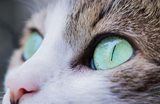 猫の目の痛み｜猫の目が痛いときの症状と原因を解説