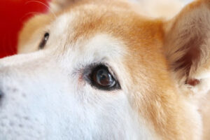 斜め上をみている柴犬の