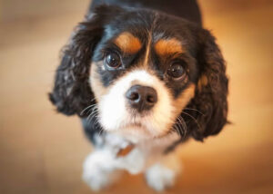 上を見上げるキャバリア