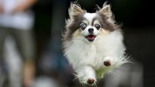 走っているチワワ