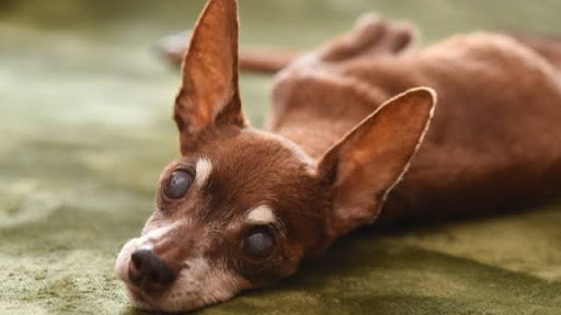 寝そべっているミニチュアピンシャー