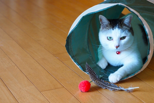 袋に入っている猫