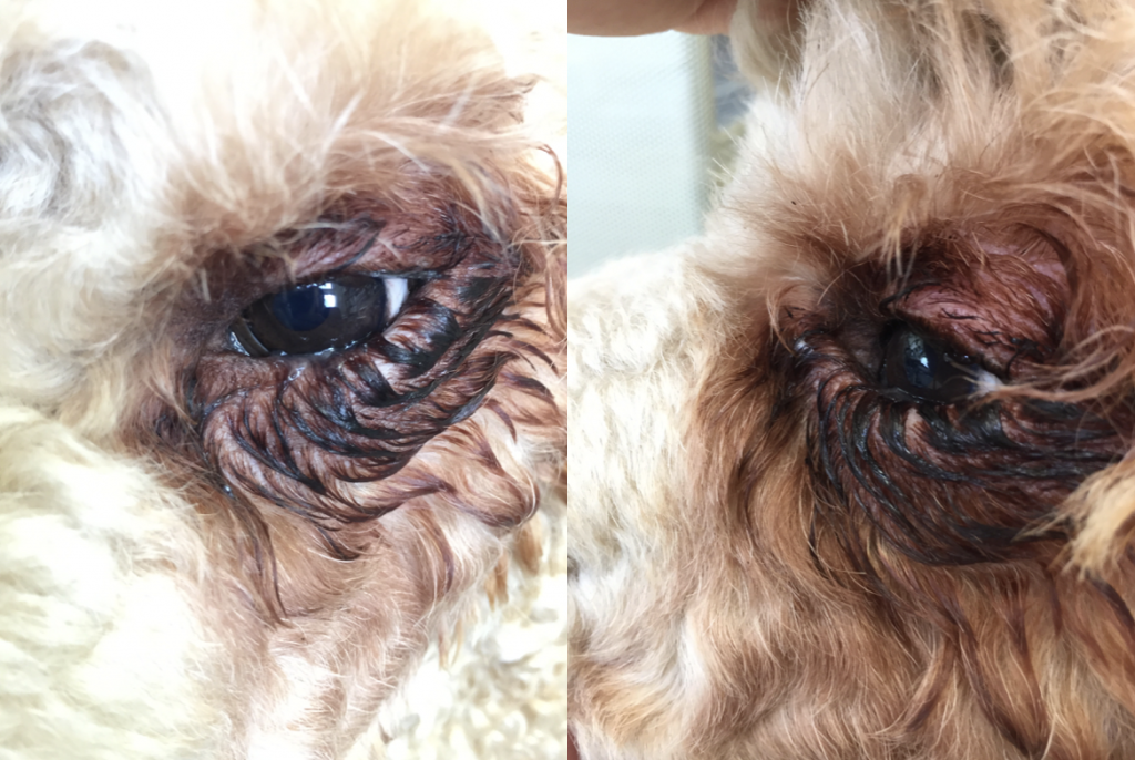 犬の眼瞼内反症について｜眼瞼が内側に入り込む病気