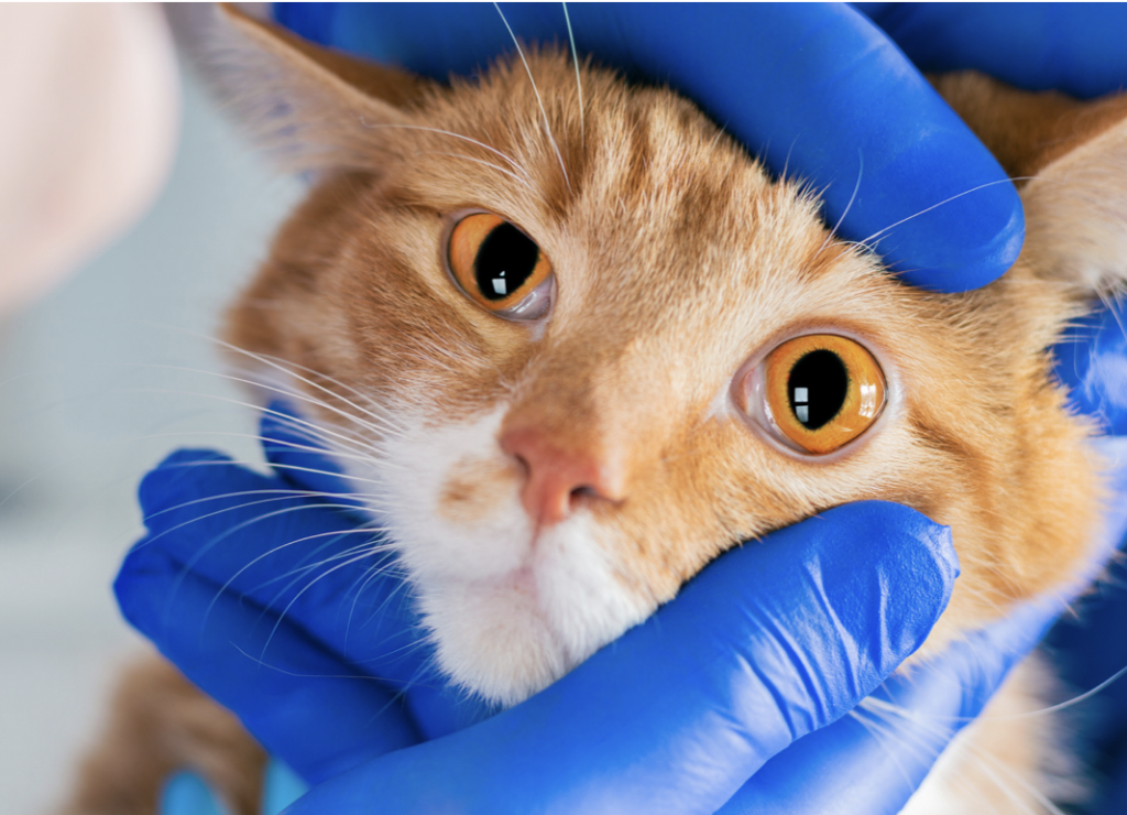 猫の虹彩メラノーマについて｜眼に黒いシミができたけどこれって腫瘍？