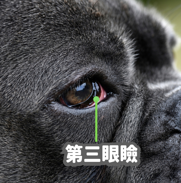 犬の第三眼瞼脱出について｜第三眼瞼脱出（チェリーアイ）の治療を解説