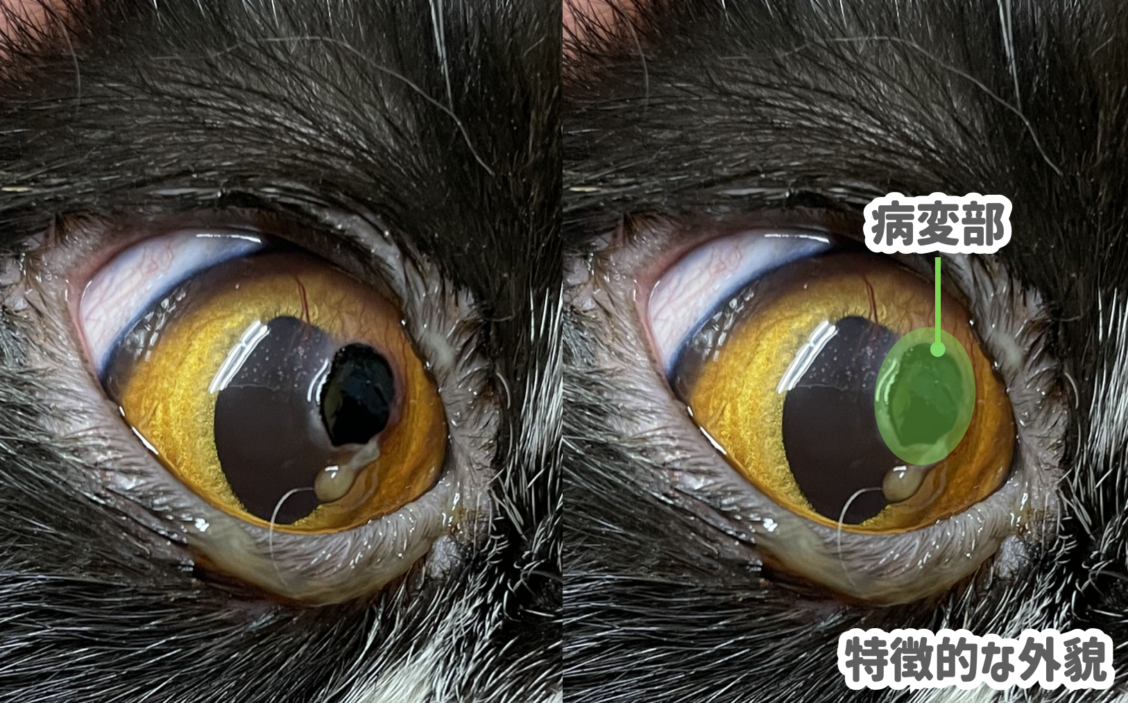 猫の角膜黒色壊死症について｜猫の目の表面に黒い沈着物？