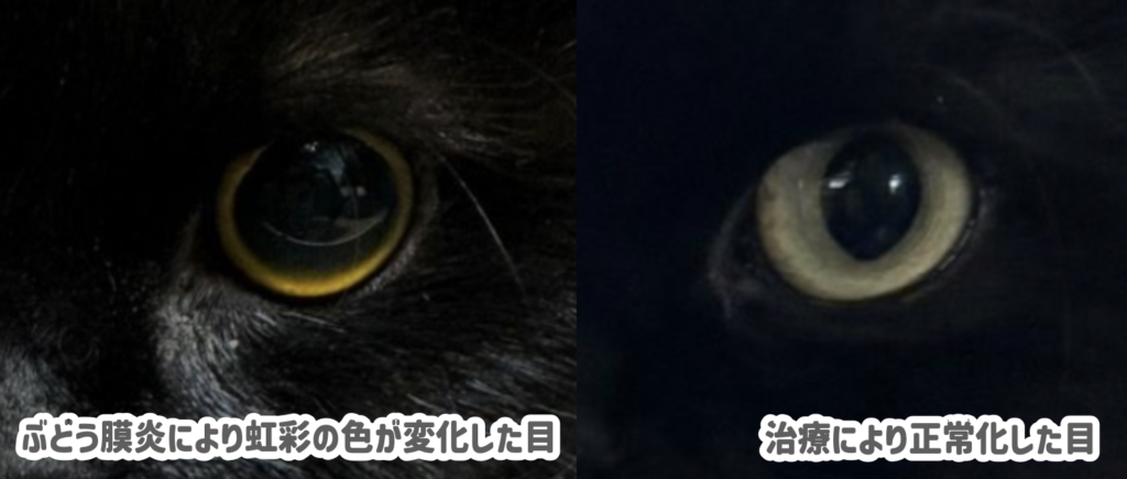 FIP（猫伝染性腹膜炎）のぶどう膜炎について｜FIPは眼に症状が出る？
