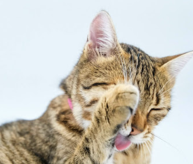 顔を毛繕いしているキジトラ猫